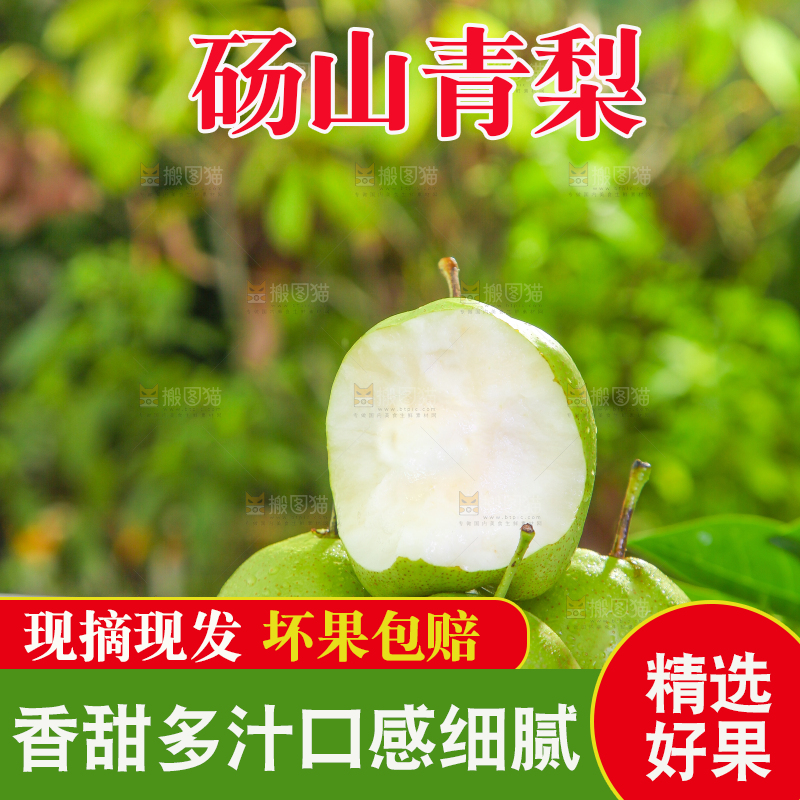 白石板上的陕西早酥梨
