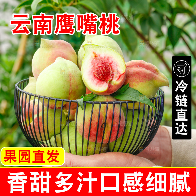 手拿云南鹰嘴黑美人桃子