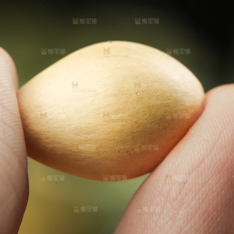 手里拿着白果