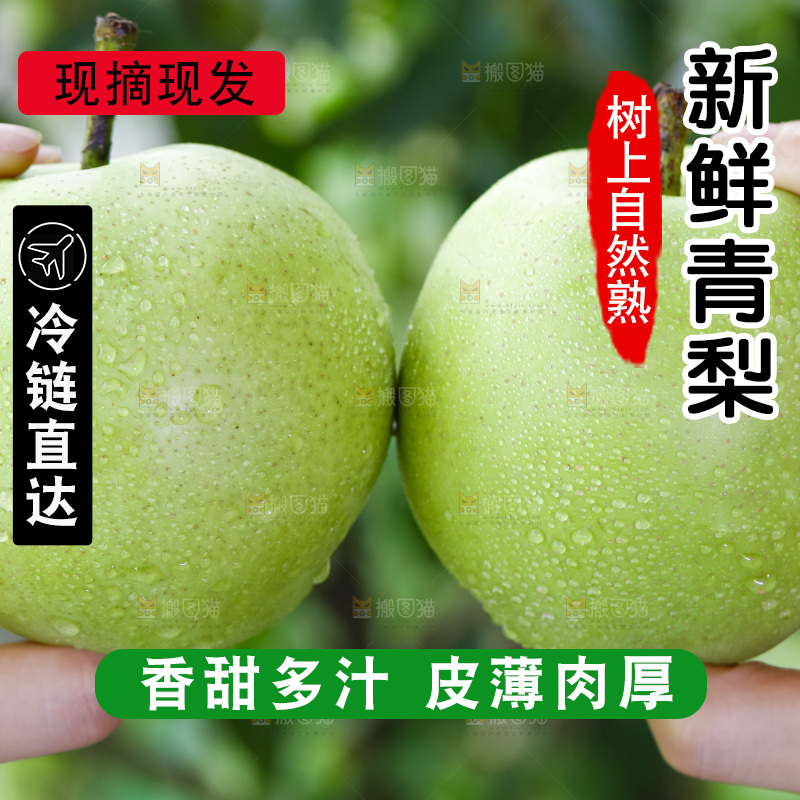 手拿砀山青皮翠冠梨