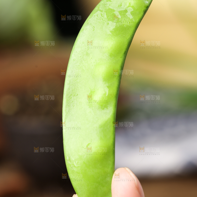 手里拿着荷兰豆