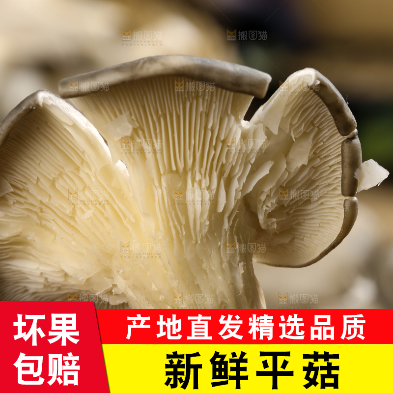 手里拿着平菇