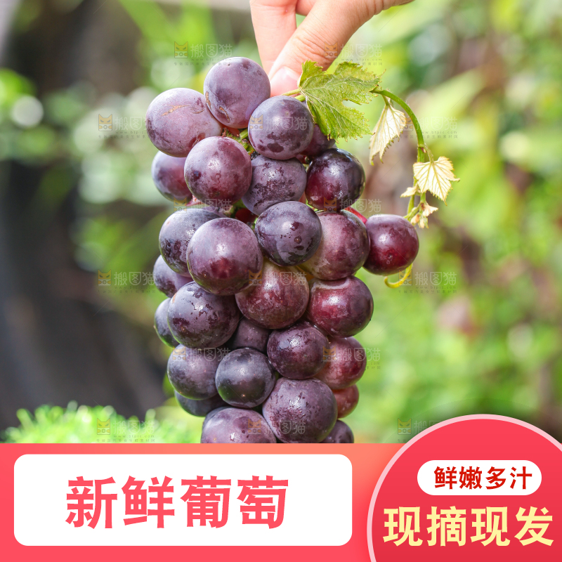 手拿东北巨峰葡萄