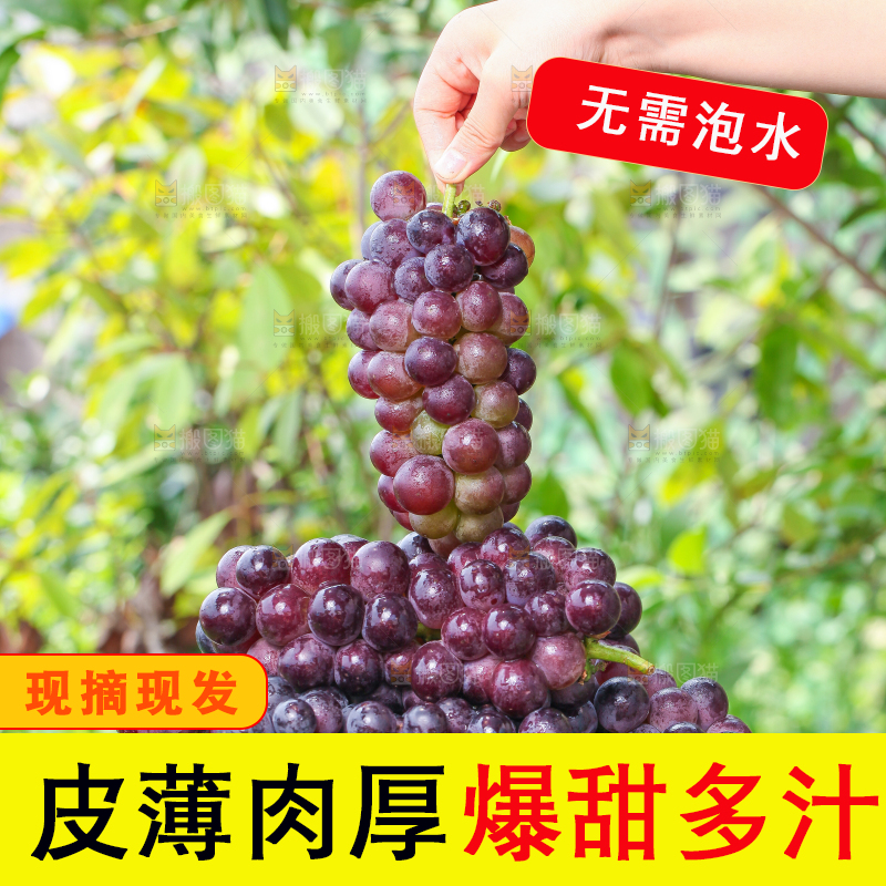 手拿东北巨峰葡萄