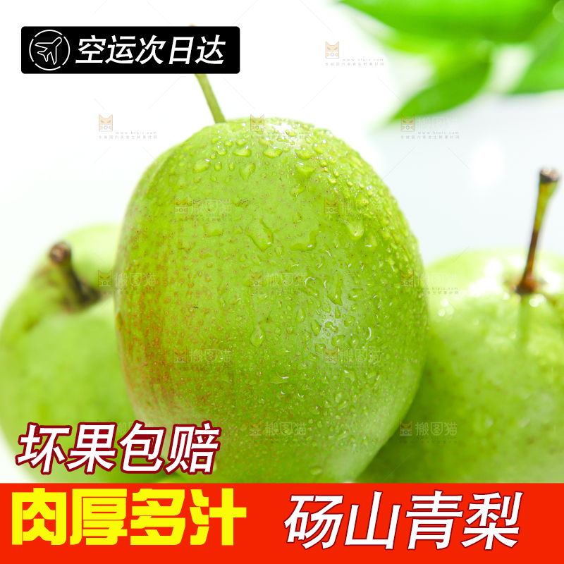 白石板上的陕西早酥梨