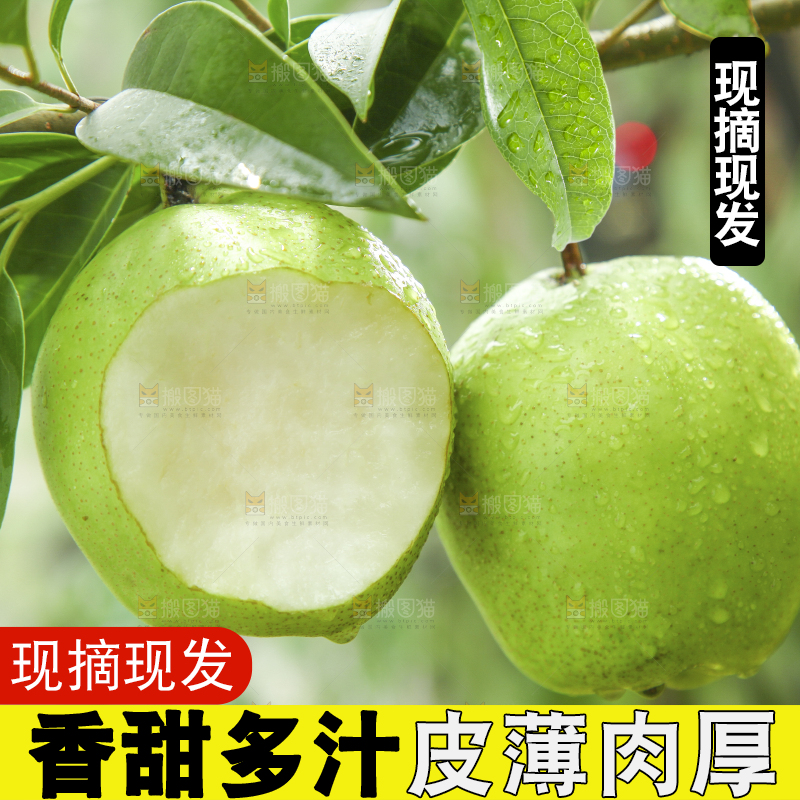 树枝上的陕西早酥梨