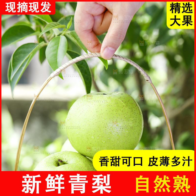 手拿一盘青皮翠冠梨