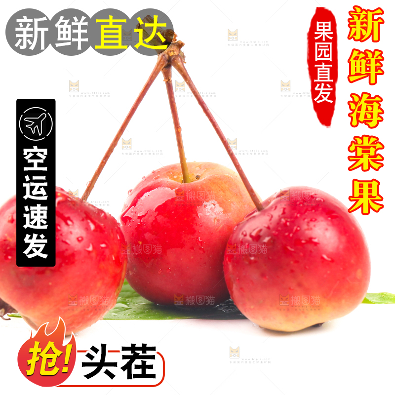 白底上的东北海棠果