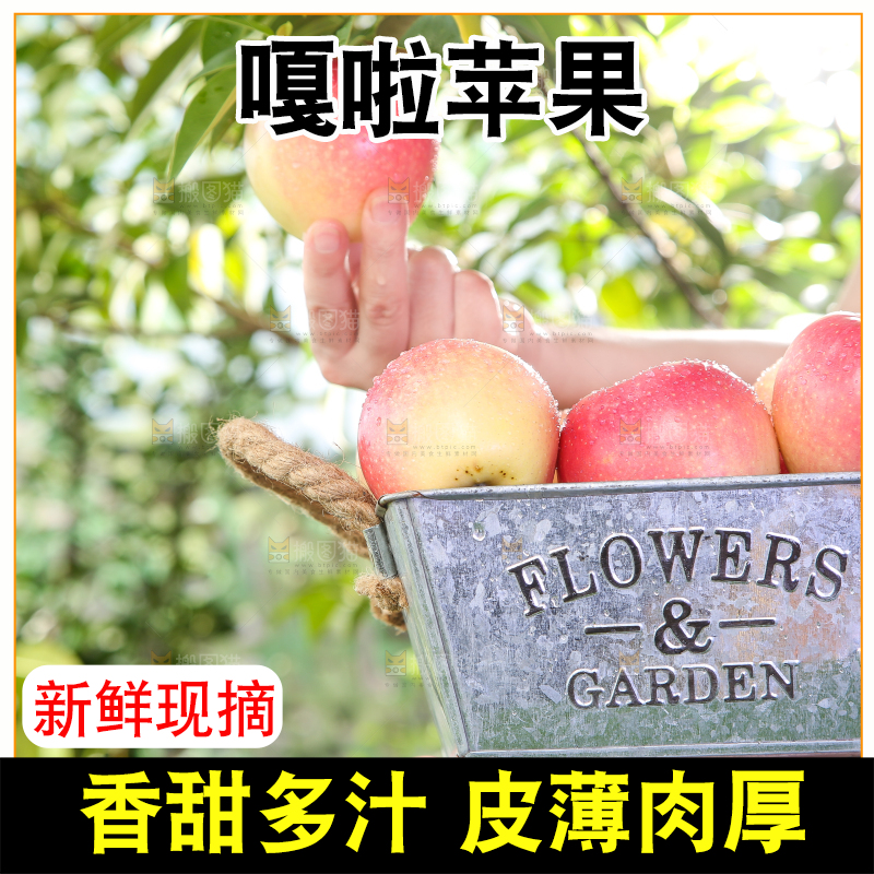 手拿陕西嘎啦苹果