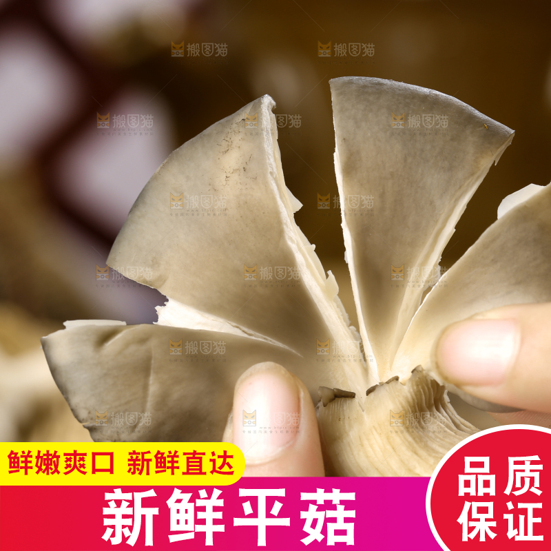 手里拿着平菇