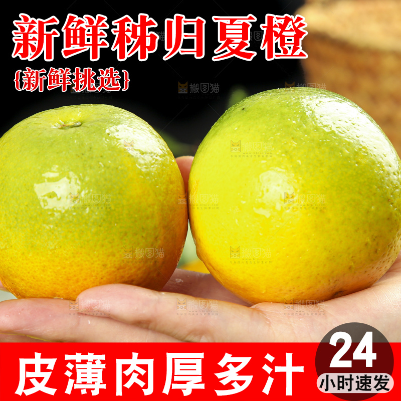 手拿秭归夏橙