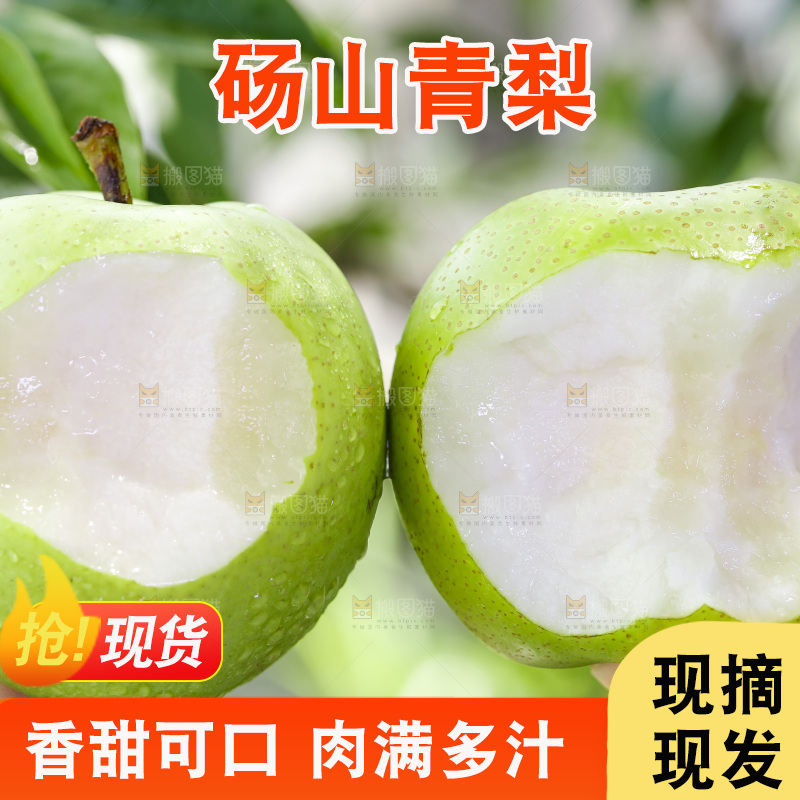 手拿的砀山青皮皇冠梨