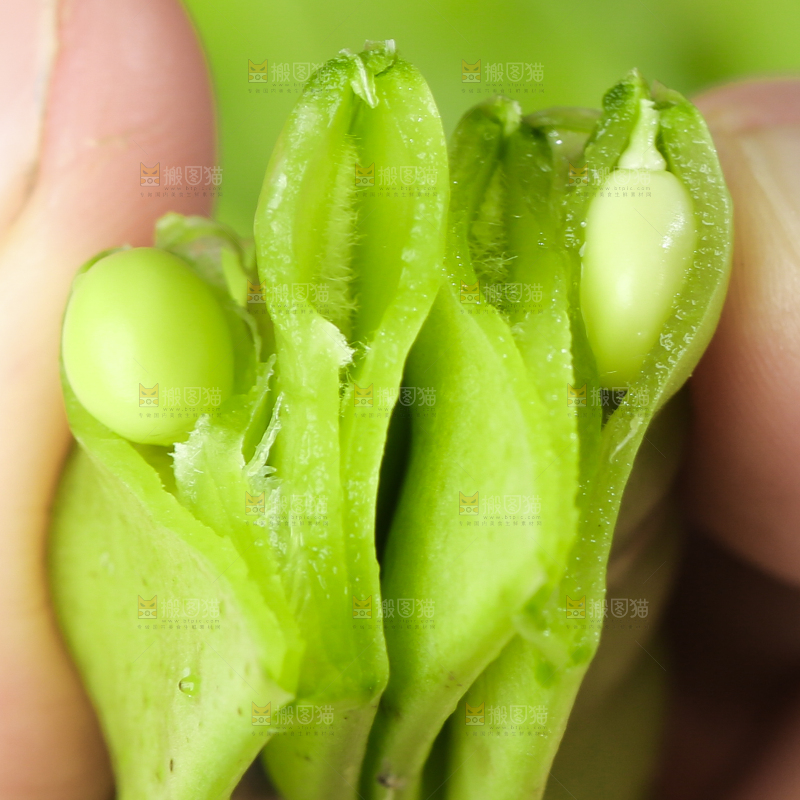 手里拿着荷兰豆