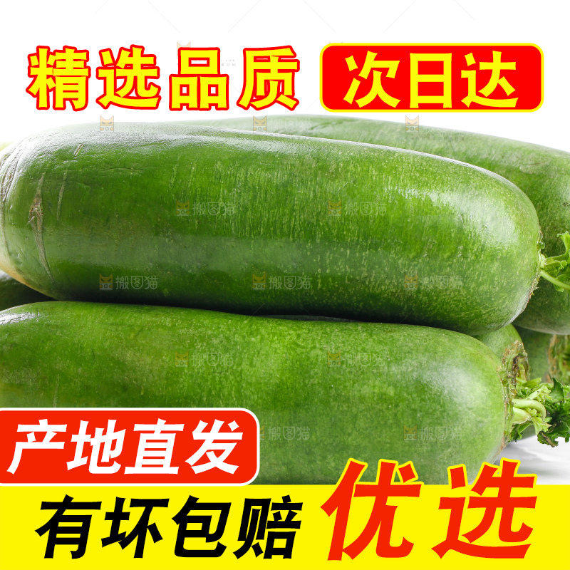 白底上摆放着绿心萝卜