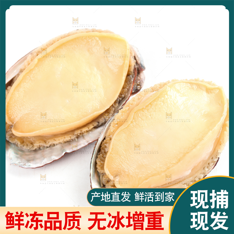 白底上放着新鲜剥开的活动大鲍鱼