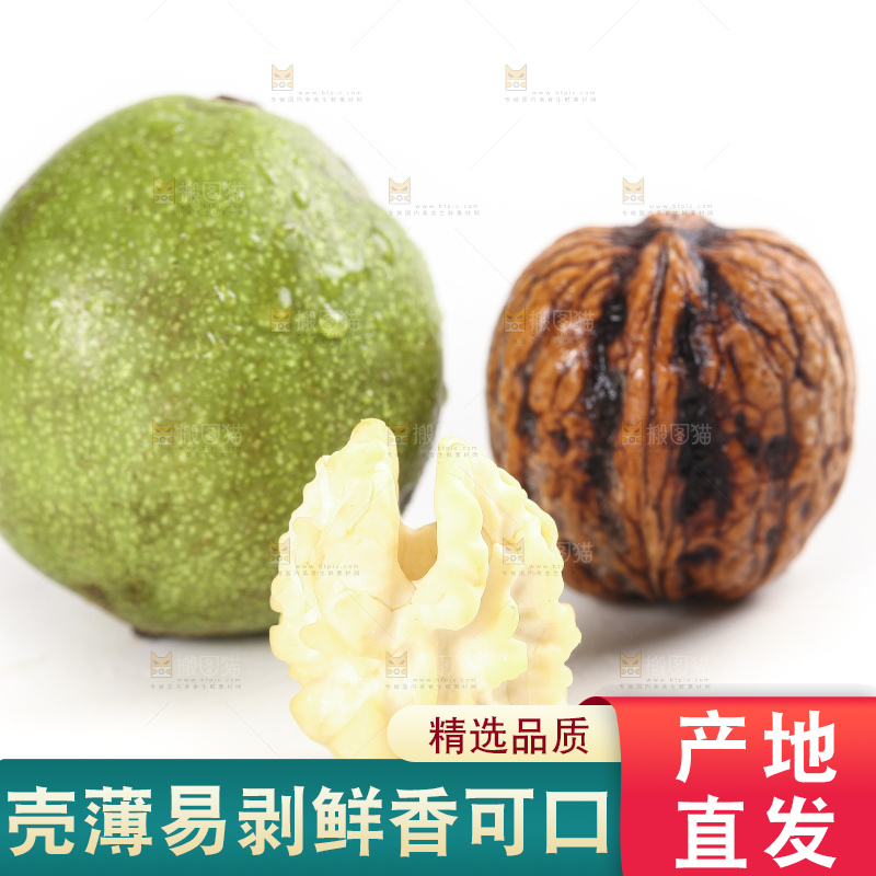白底上的新鲜湿核桃