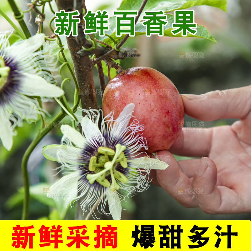 树上的百香果