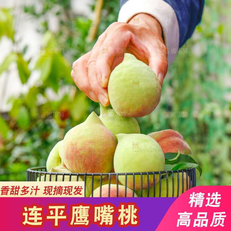 手拿云南鹰嘴黑美人桃子