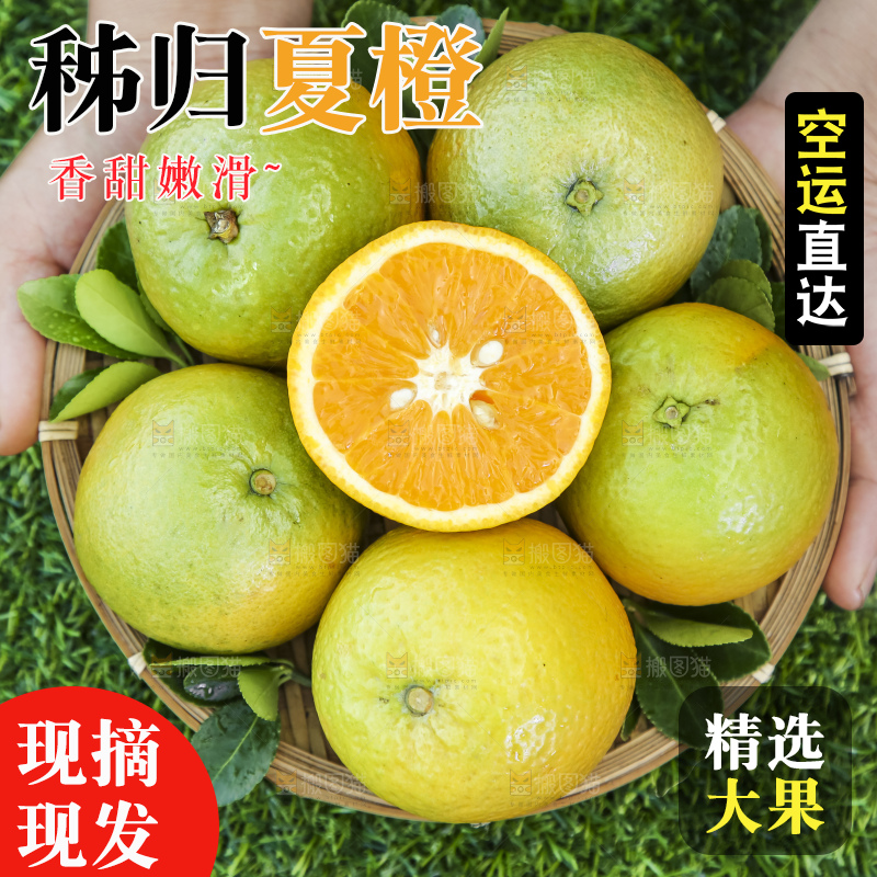 草地上手拿一筐夏橙