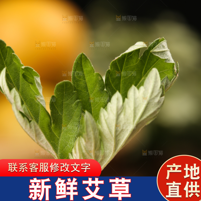 手里拿着艾草叶