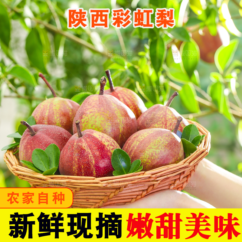 手端一筐陕西彩虹梨