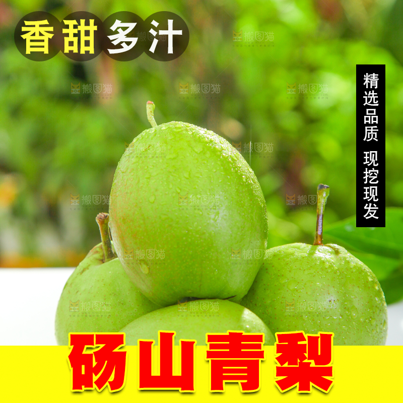 白石板上的陕西早酥梨