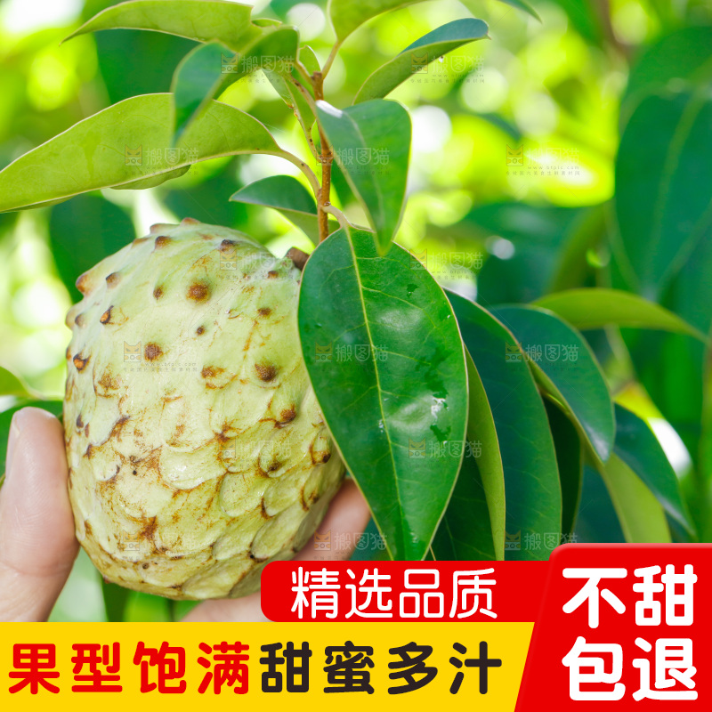 手里拿着释迦果