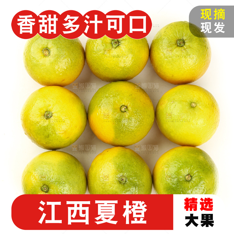 白底上的秭归夏橙