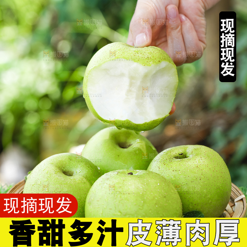 手拿砀山青皮翠冠梨