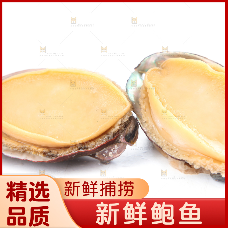 白底上的新鲜鲍鱼