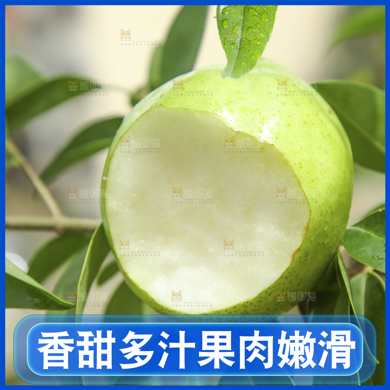 树枝上的陕西早酥梨