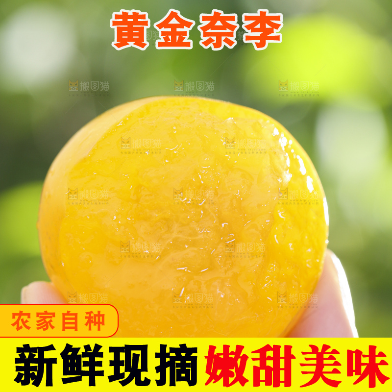 手拿剥皮的九峰山黄金奈李