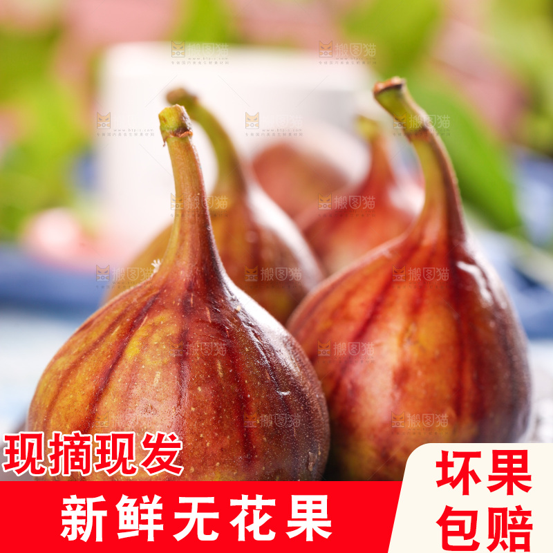 黑石板的紫皮无花果
