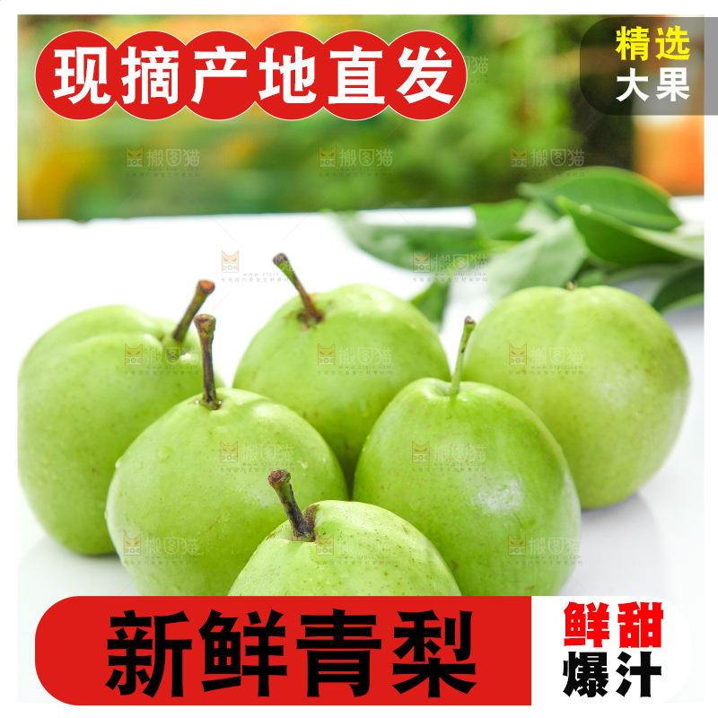 浅底上的陕西早酥梨