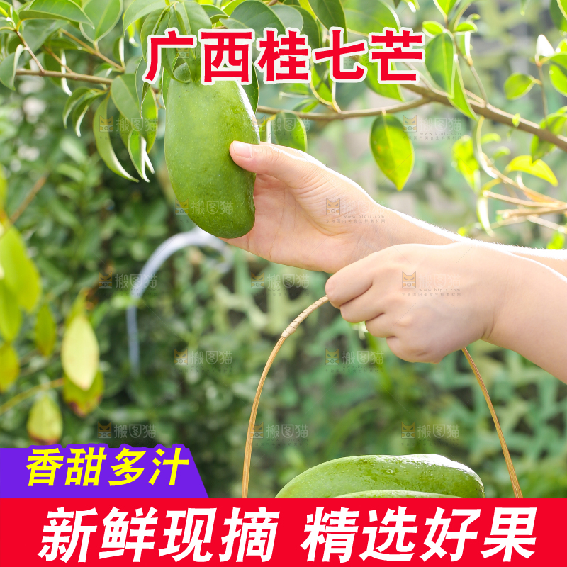 手拿一篮桂七芒