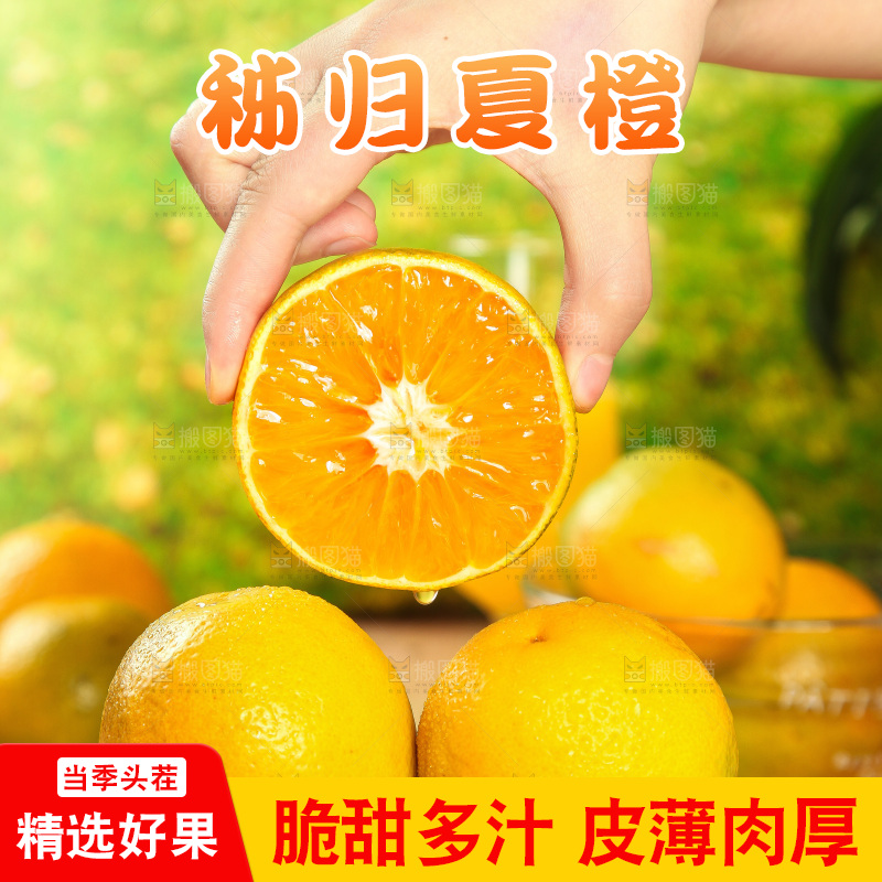 手拿着的秭归夏橙