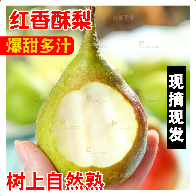 手拿红香酥梨