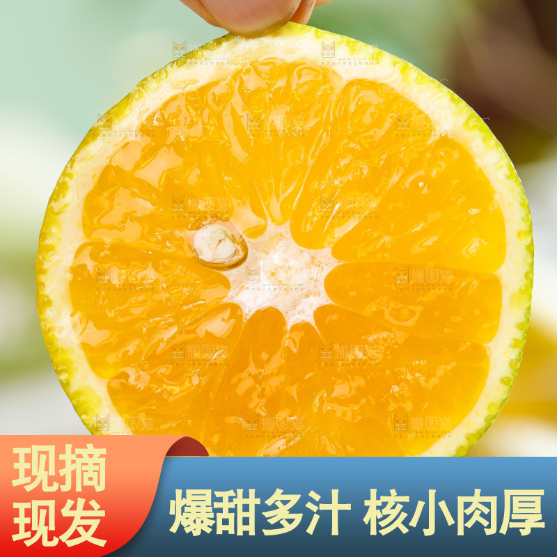 手拿切开的秭归夏橙