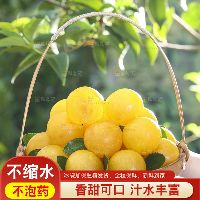 手拿一篮九峰山黄金奈李