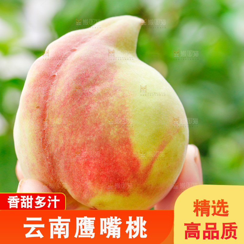 手拿云南鹰嘴黑美人桃子