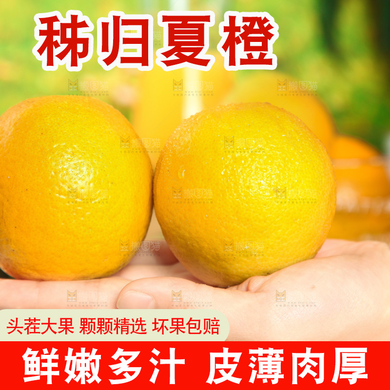 手拿着的秭归夏橙