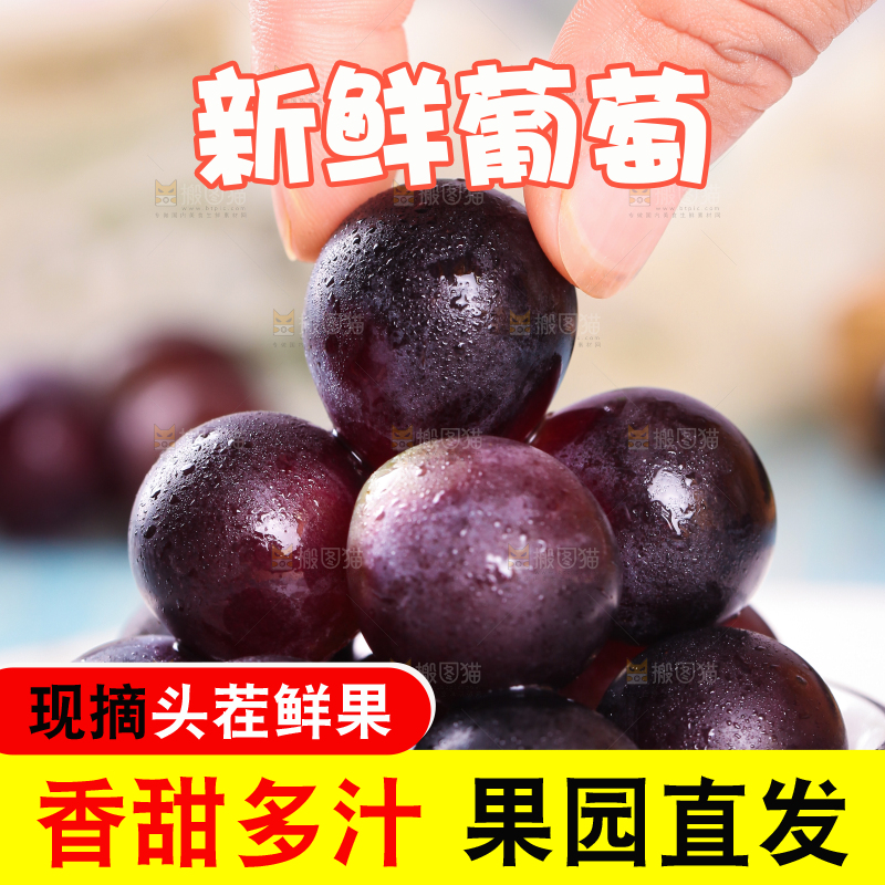 手拿东北巨峰葡萄