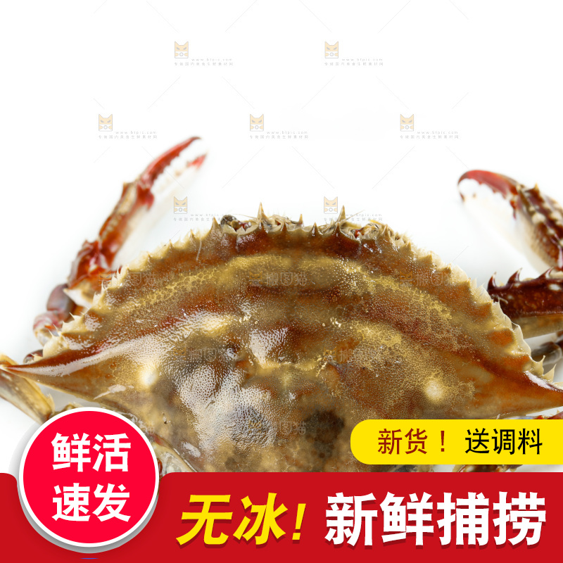 白底上的梭子蟹