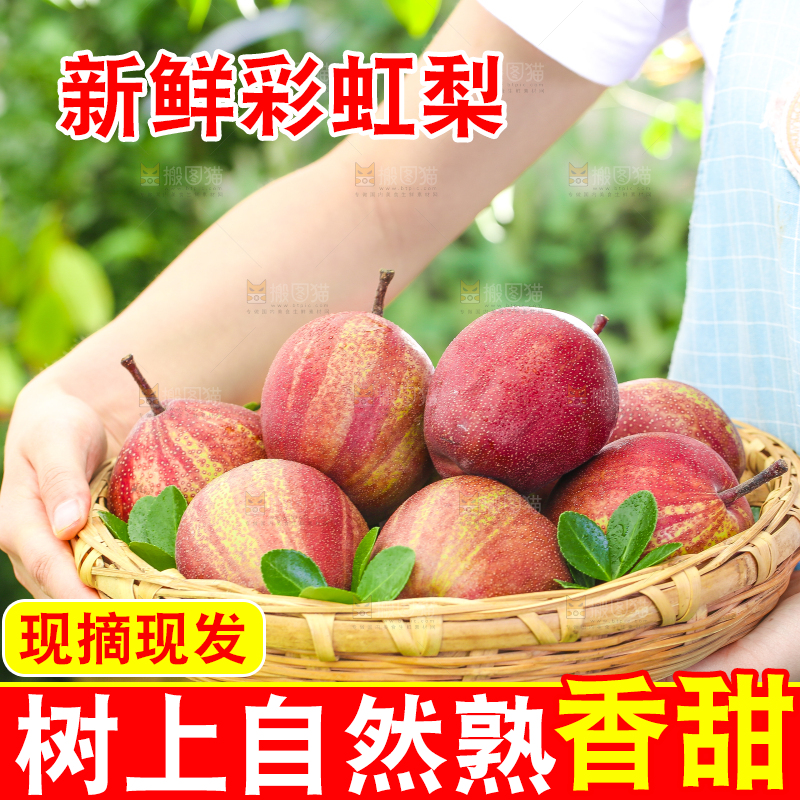 手端一筐陕西彩虹梨