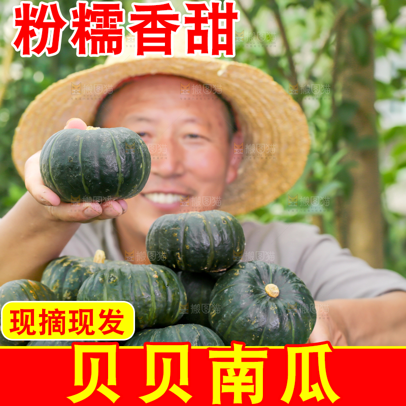 农民手里拿着板栗贝贝南瓜