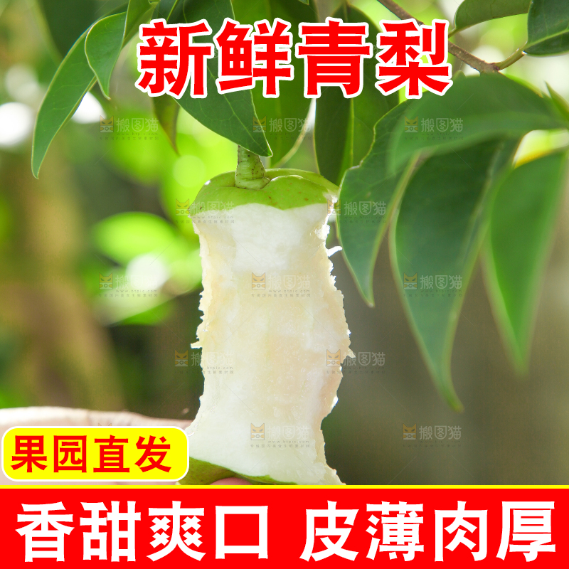 手拿早酥梨果核