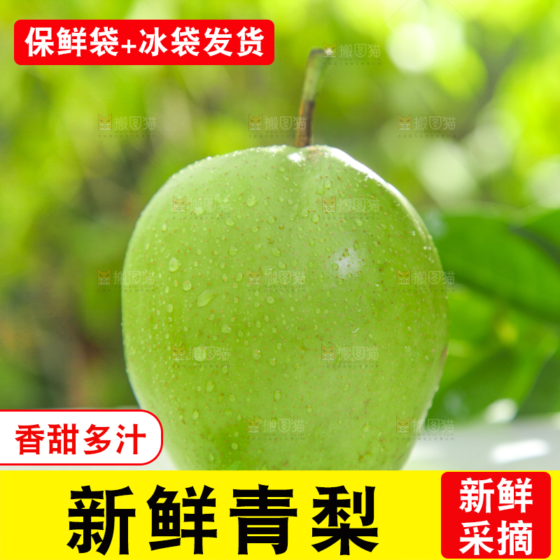 白石板上的陕西早酥梨