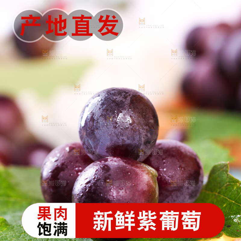 树叶上的巨峰葡萄
