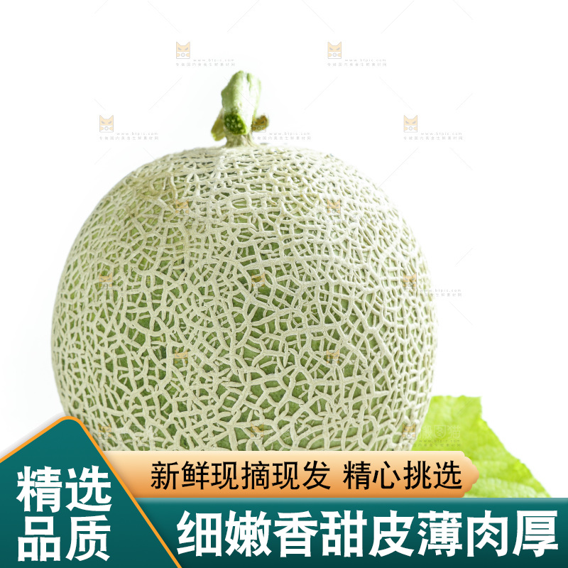 白底上的玫珑瓜