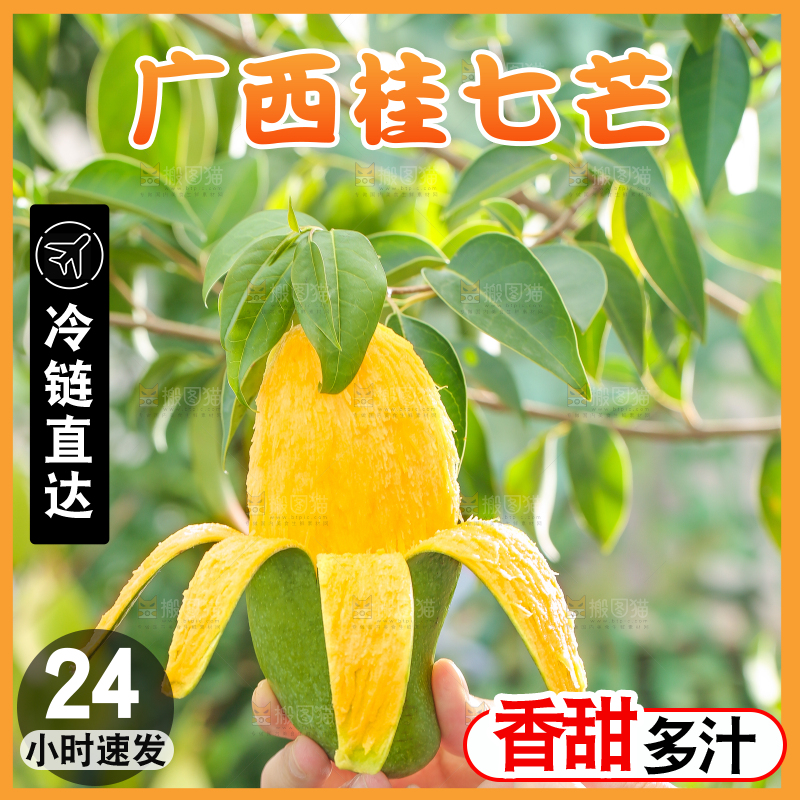 手拿剥皮的田东桂七芒